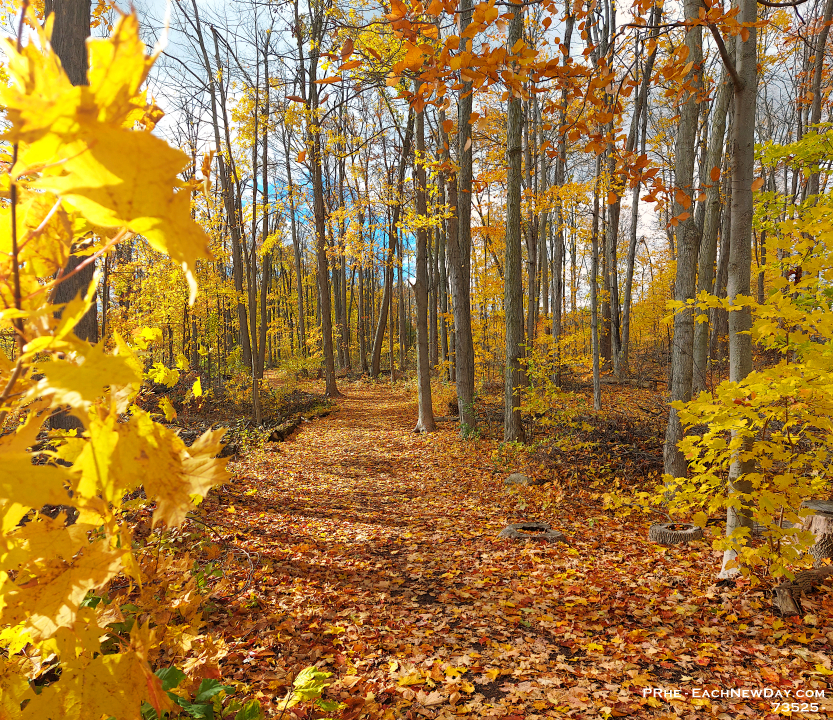73525PaLeUsm - Entering the West Ridge Trails on a lovely autumn day